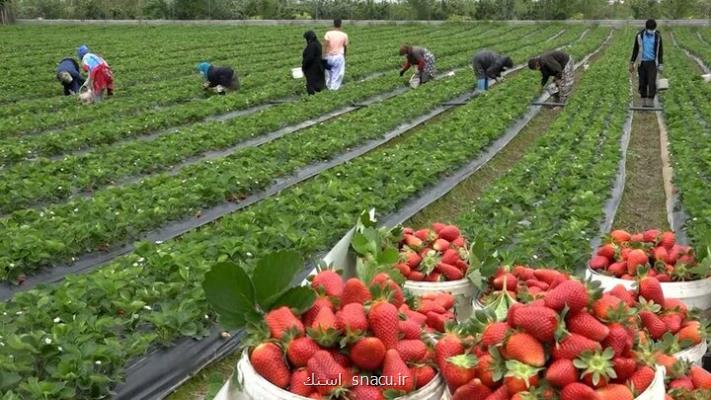 ماندگاری بالای سموم روی توت فرنگی